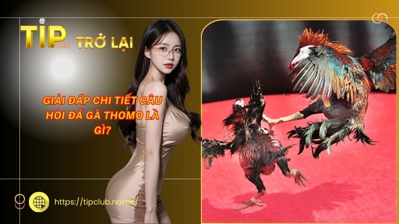 Giải đáp chi tiết câu hỏi đá gà Thomo là gì? Giải đáp chi tiết câu hỏi đá gà Thomo là gì?