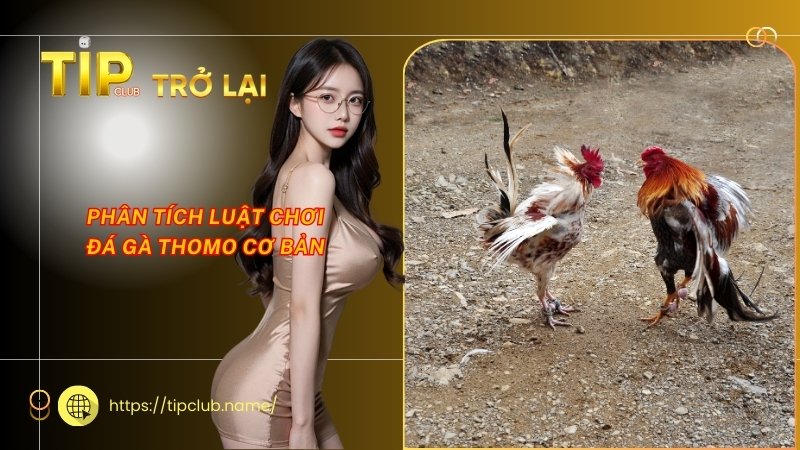 Phân tích luật chơi đá gà Thomo cơ bản Phân tích luật chơi đá gà Thomo cơ bản